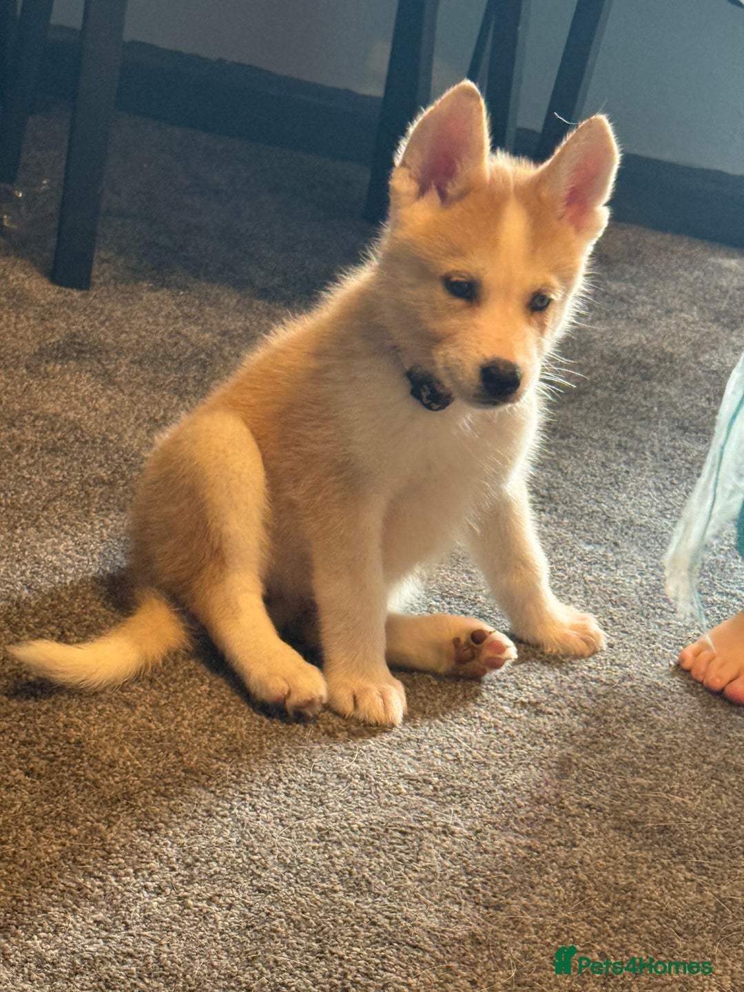 Siberian Husky dogs for sale: Female husky pup READY NOW  - Image 6