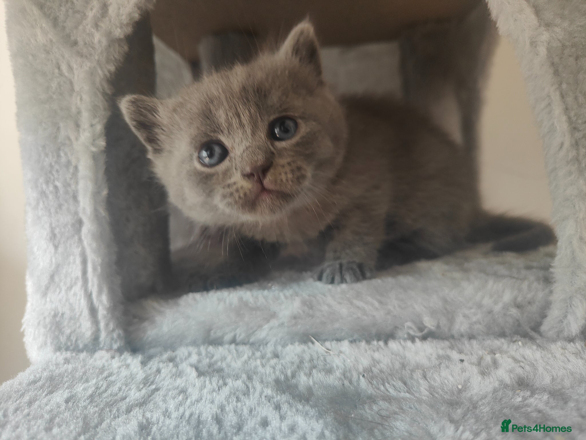 British Shorthair cats for sale: Beautiful British Shorthair Gorgeous kittens in London - Advert 2