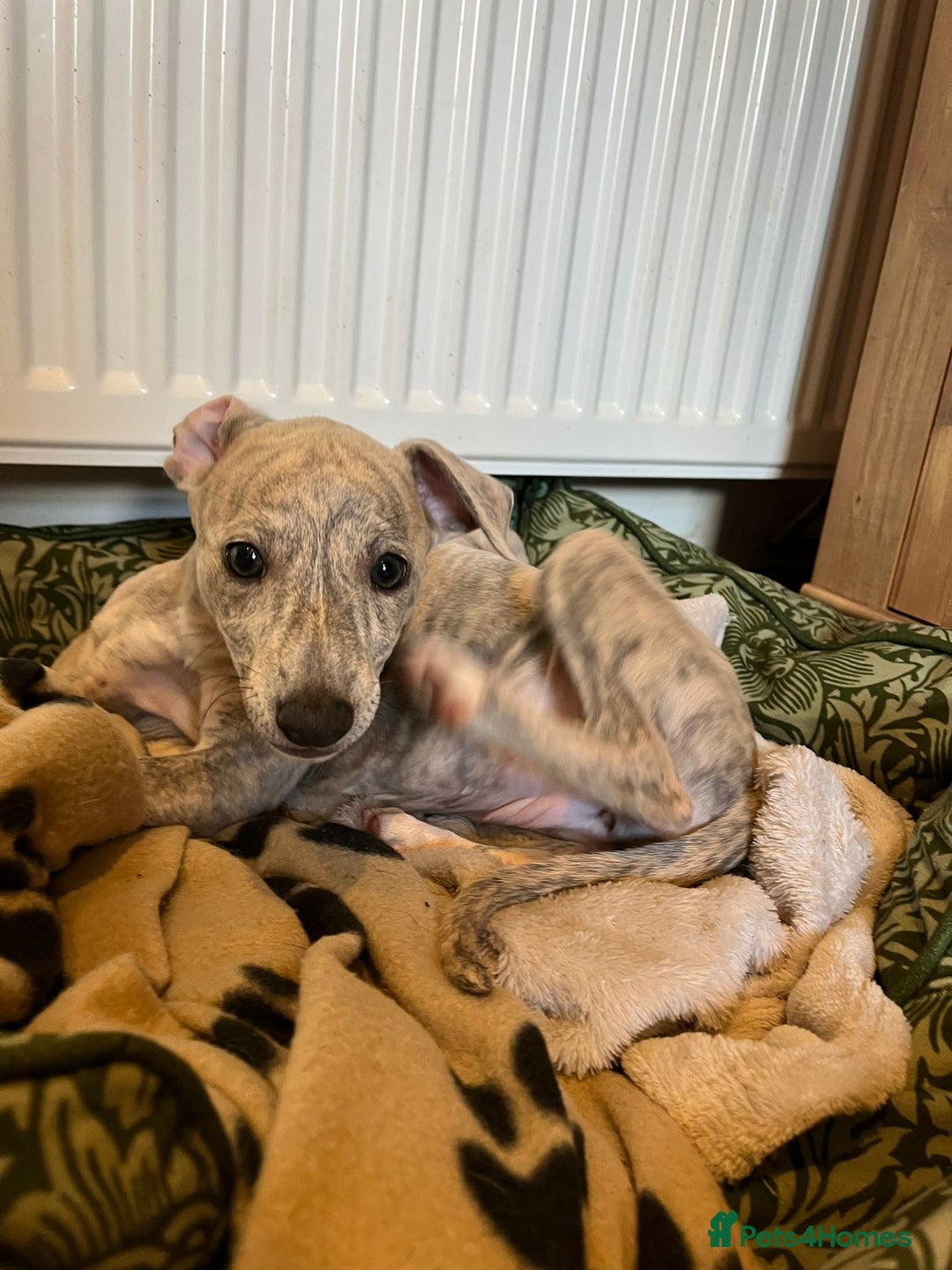 Mixed Breed dogs for sale:  🐶✨ ADORABLE WIGGY PUPPIES – licenced  breeder  - Image 17