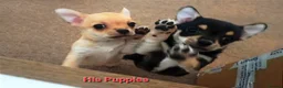 Chihuahua dogs for stud: KC Registered Chihuahua Boy For Stud Use Only - Advert 8