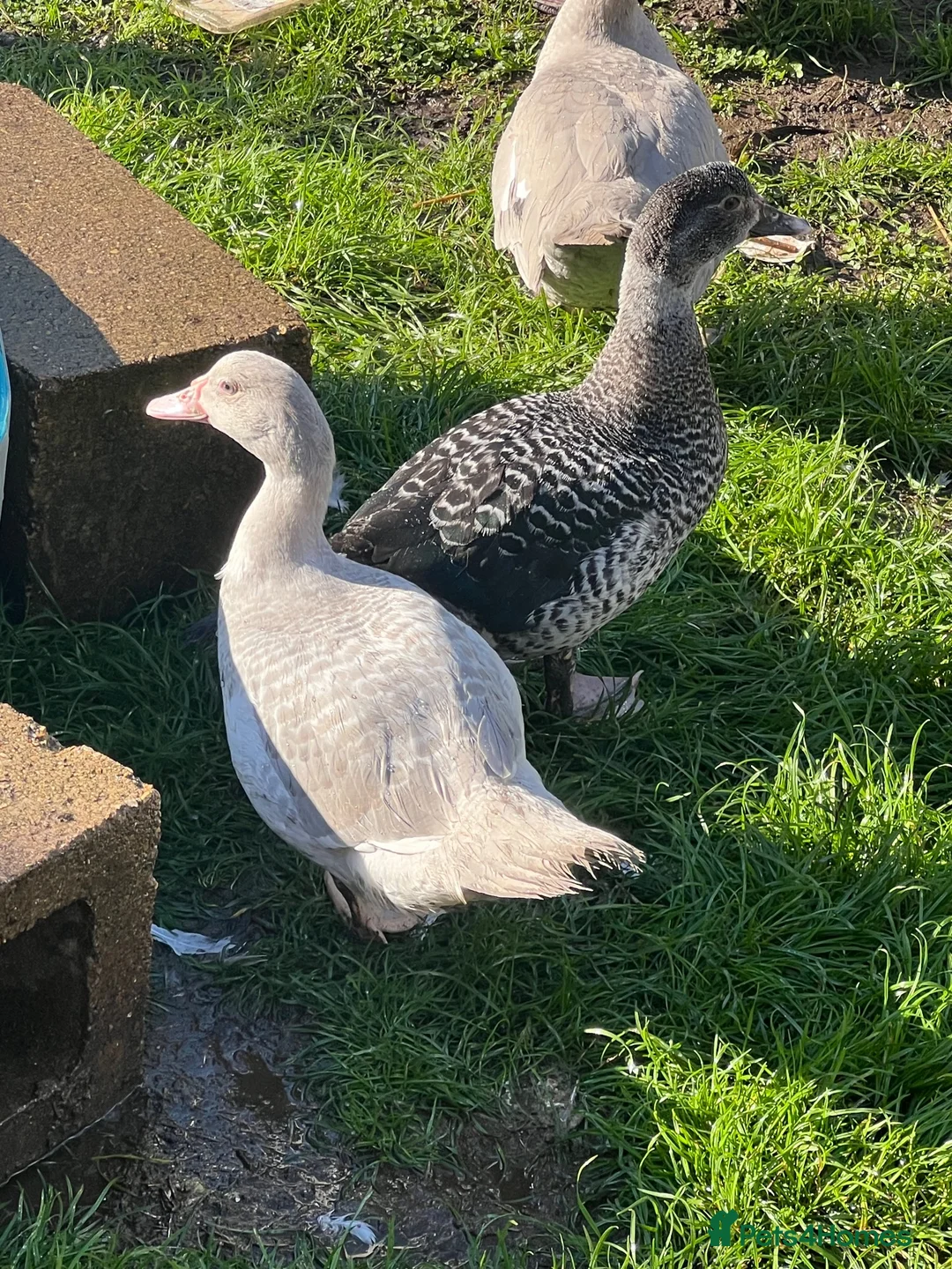 Ducks poultry for sale: Barred muscovy trio - Male & 2 Females - Advert 3