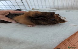 Guinea Pig rodents for sale: Guinea pig boys long haired - Image 5