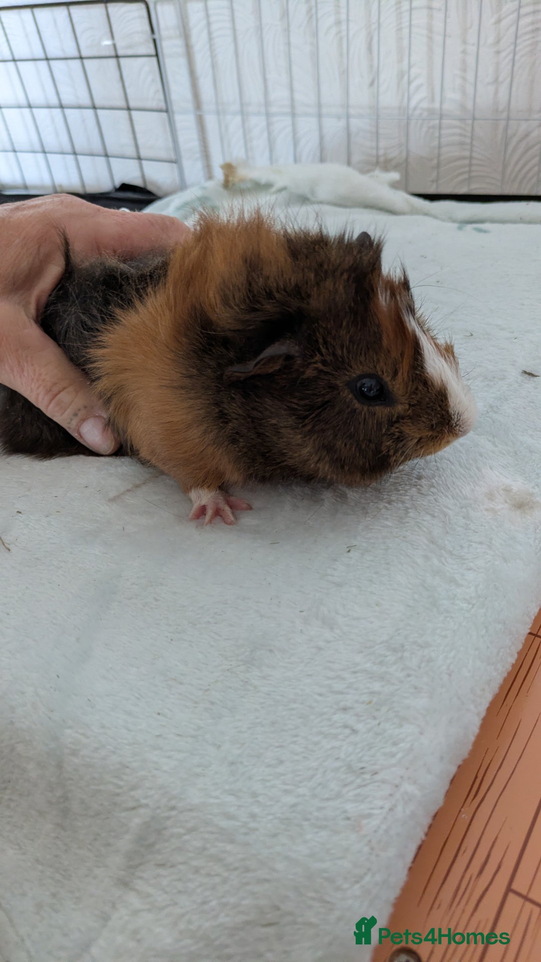 Guinea Pig rodents for sale: Guinea pig boys long haired - Image 5