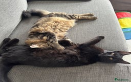 Domestic Shorthair cats for sale: FREE - 2 sweet cats to be rehomed  - Image 1