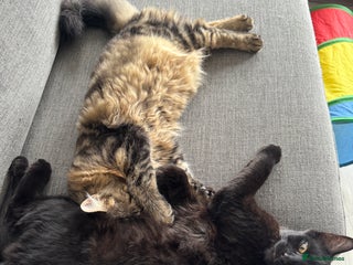 Domestic Shorthair cats - Advert 28