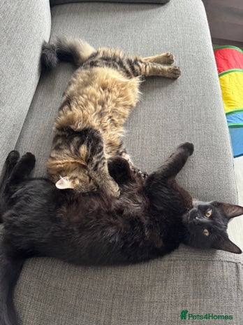 Domestic Shorthair cats - Advert 1