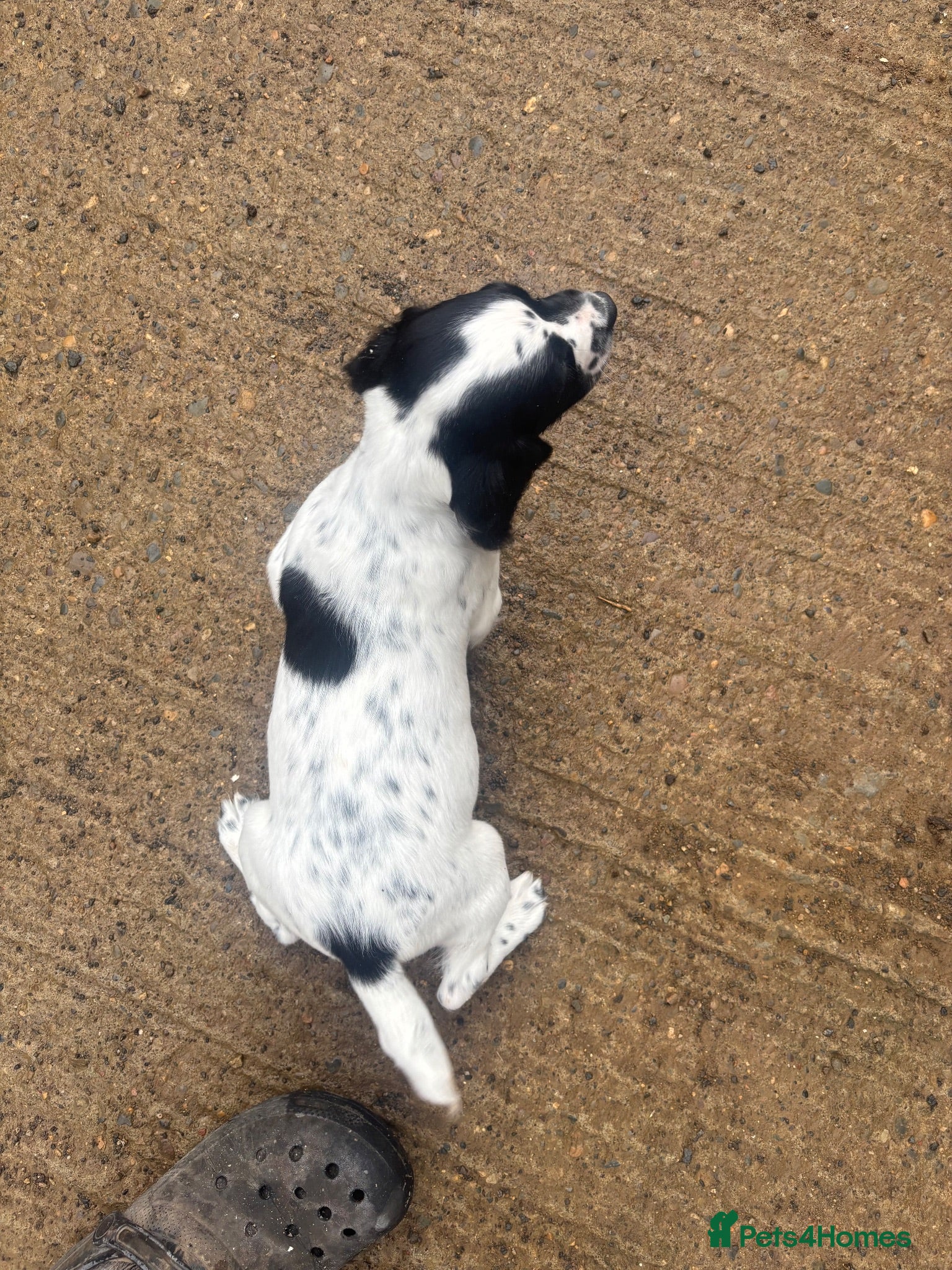 English Springer Spaniel dogs Superb Springer Spaniel puppies  - Advert 2