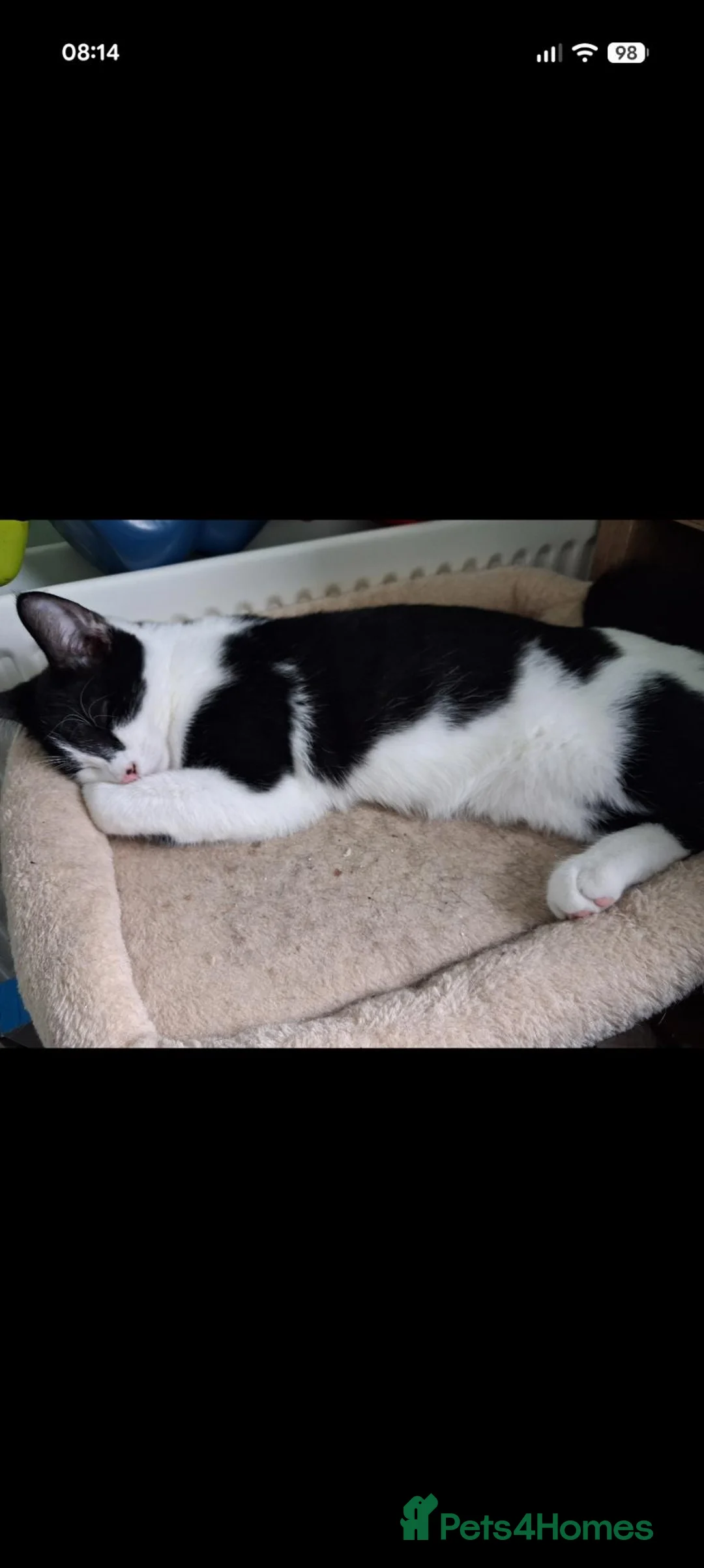 Mixed Breed cats for adoption: Kittens - rescue  - Advert 3