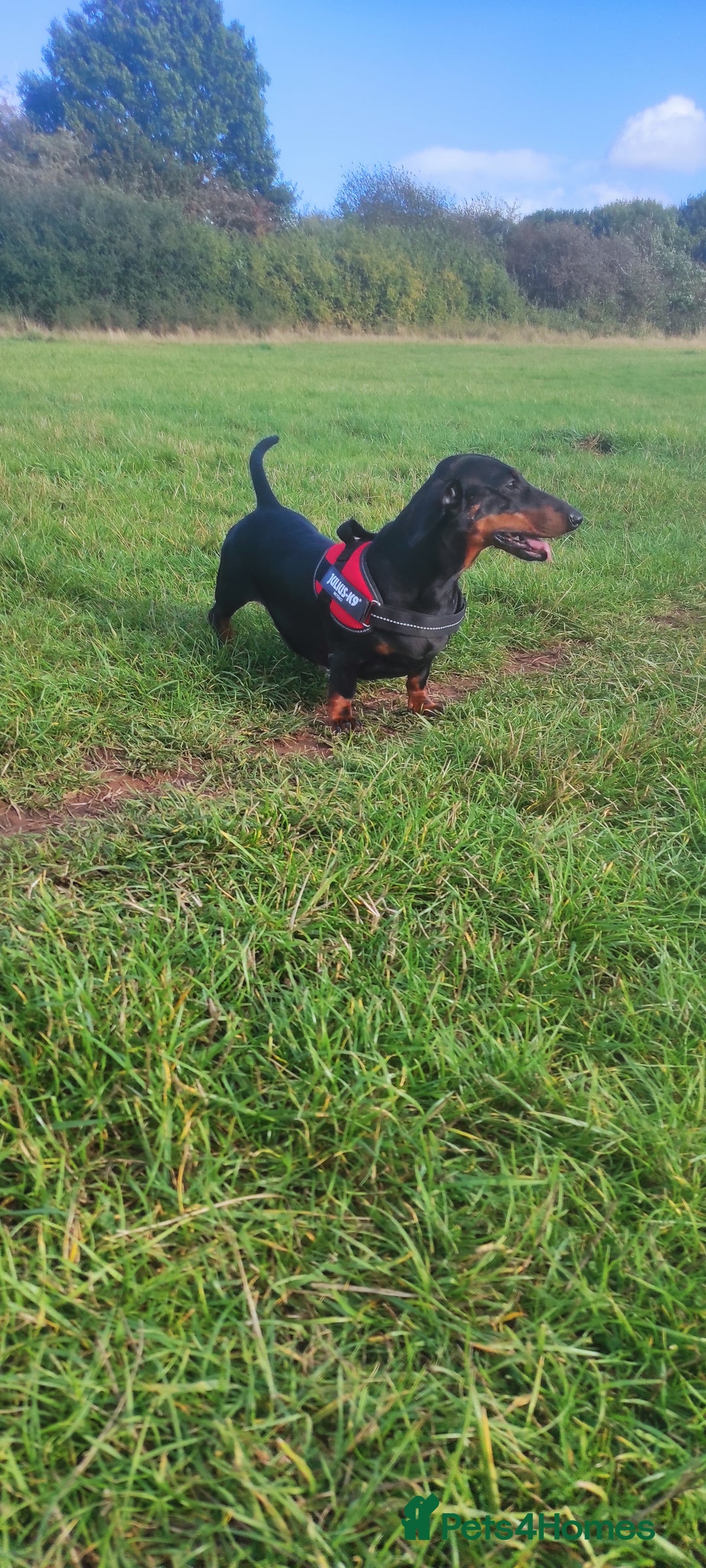 Dachshund dogs for sale: Quality Dachshund Standard Smooth Hair  - Advert 24