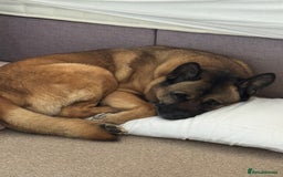 Mixed Breed dogs for sale: Stunning Male Akita/belgium Mali - Image 3