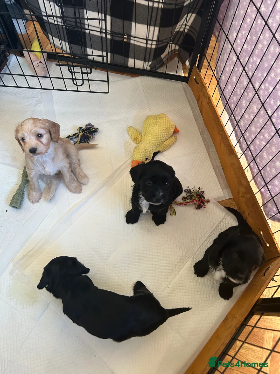Mixed Breed dogs for sale: 4 gorgeous corkiepoo puppies for sale!! - Advert 1