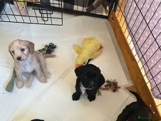 Mixed Breed dogs 4 gorgeous corkiepoo puppies for sale!! - Advert 5