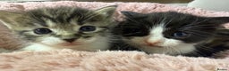 Mixed Breed cats for sale: Beautiful Ragdoll mixed kittens for Sale  - Advert 28