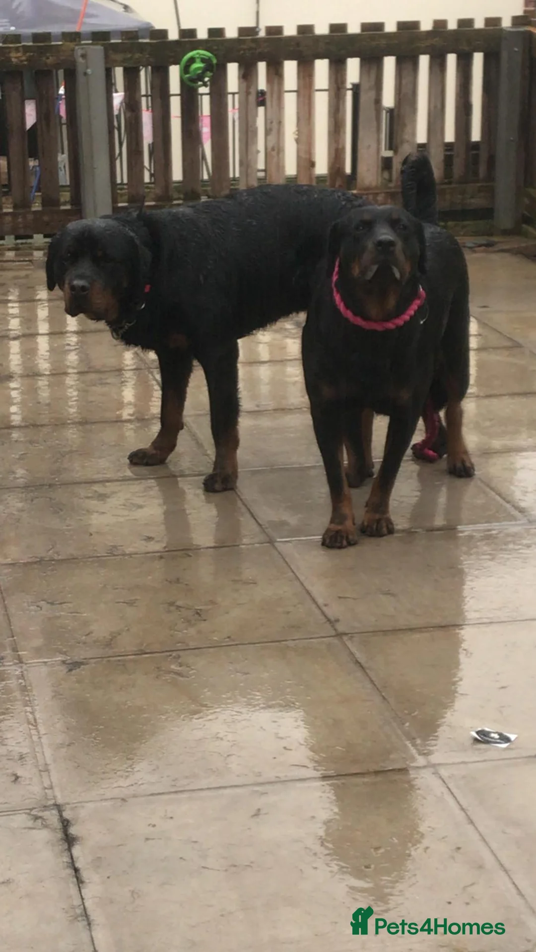 Rottweiler dogs for stud: proven rottweiler stud in Barnsley - Advert 10