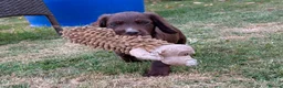 Cocker Spaniel dogs for sale: Working Cocker Spaniels - Advert 17