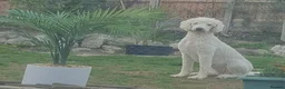Standard Poodle dogs for sale: Loving Gentle Giant Needing a New Forever Home - Advert 5