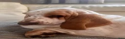 Basset Hound dogs for sale: QUALITY KC LITTER OF BASSET PUPPYS - Advert 12