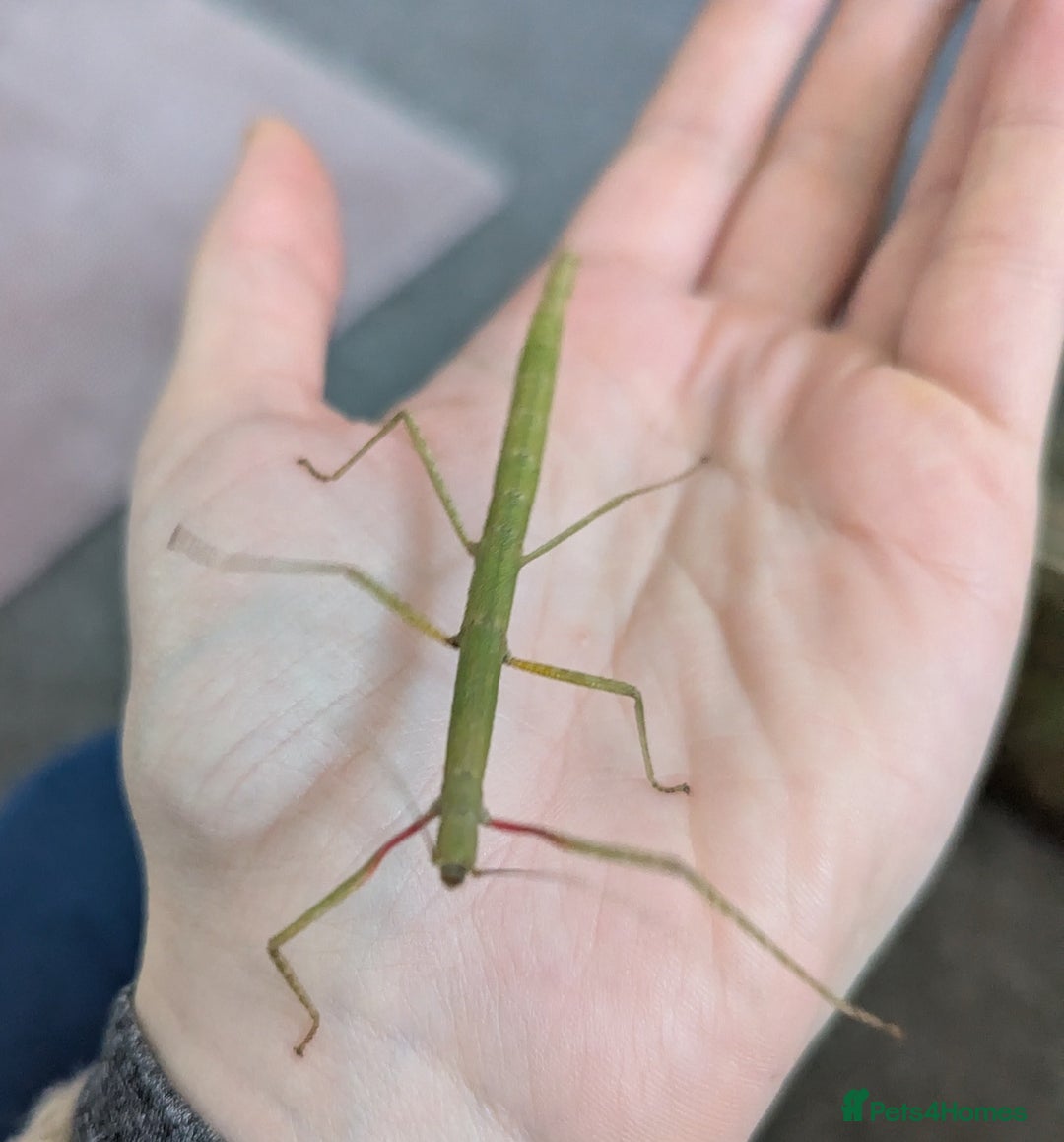 Stick Insects invertebrates for sale: Indian stick insect babies - Advert 2