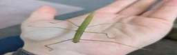 Stick Insects invertebrates for sale: Indian stick insect babies - Advert 2