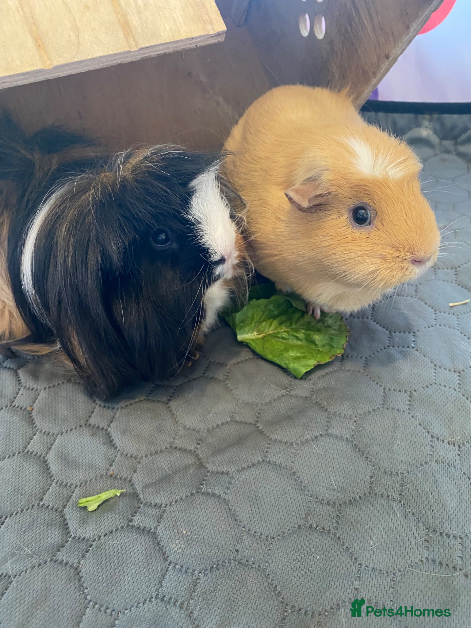 Guinea Pig rodents for sale: 2 Beautiful sisters need loving new home  - Advert 1
