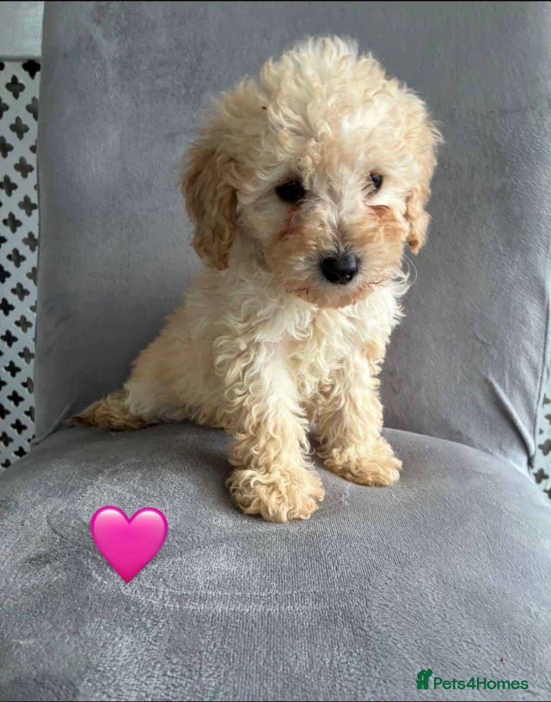 Miniature Poodle dogs for sale: 🐩 Ready Now 🐩 miniature poodles 🐩  - Advert 3