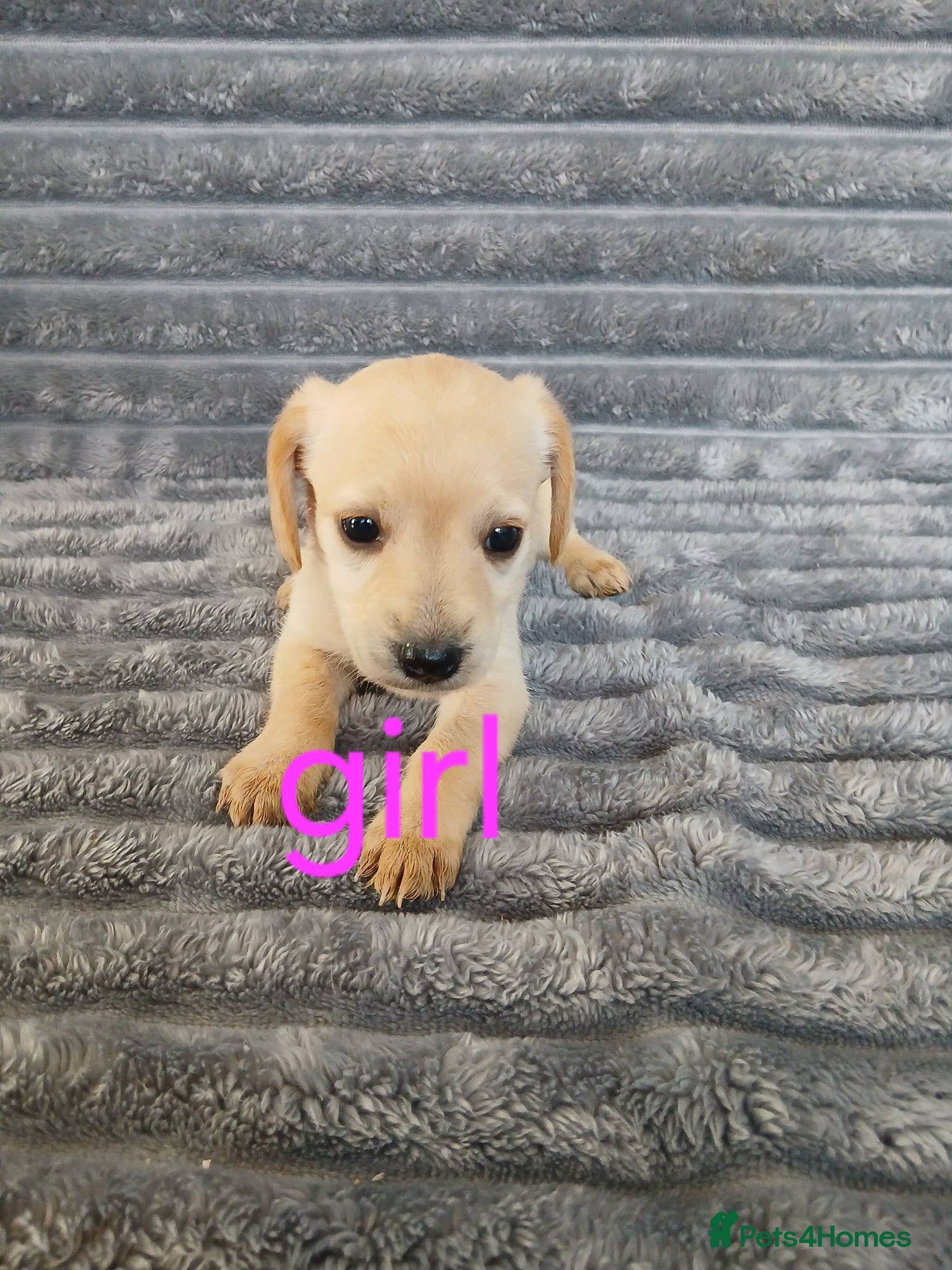 Mixed Breed dogs for sale: 8 dachshund x jack Russel puppies  in Henfield - Advert 3
