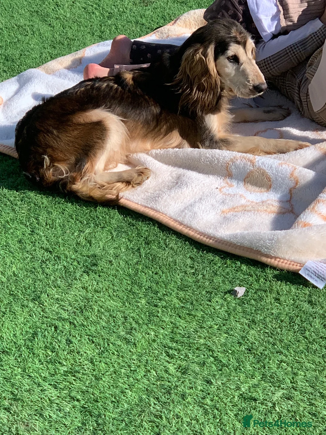 Cocker Spaniel dogs for sale: Cocker spaniel  in Warrington - Advert 2