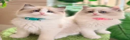Ragdoll cats for sale: Stunning  European bloodline Ragdoll kittens  - Advert 1