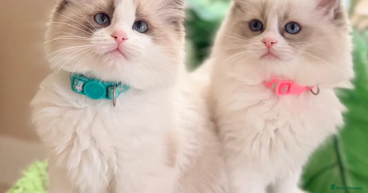 Ragdoll Kittens for sale | Pets4Homes