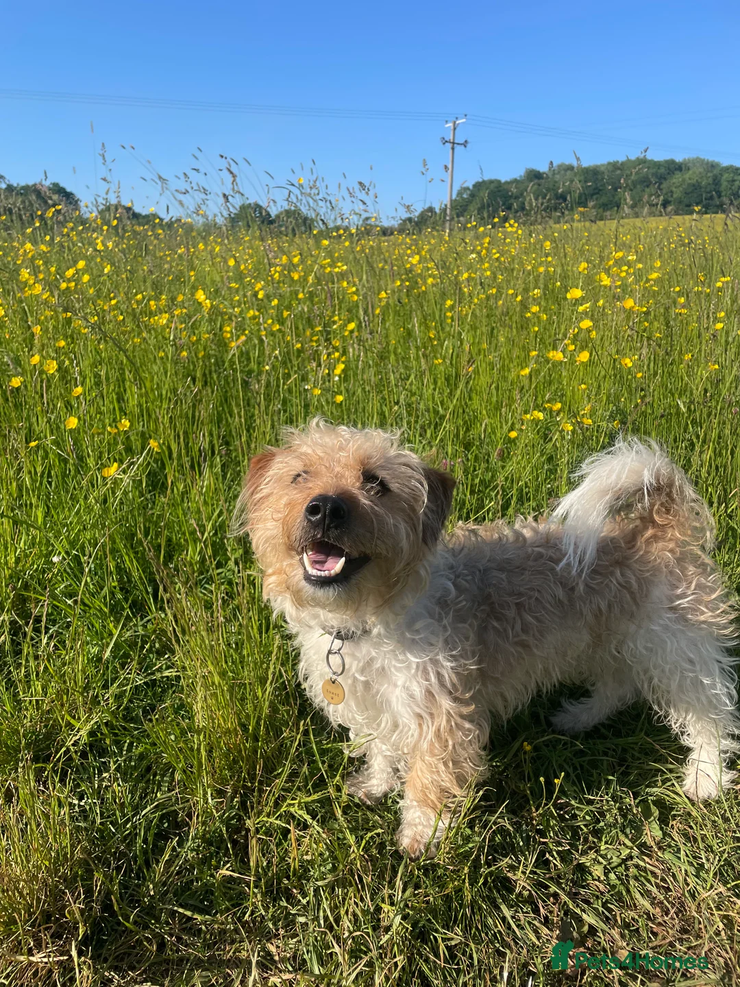 Jack Russell dogs for stud: Proven rough coated JR *REAL GEM OF A DOG* in Bristol - Advert 9