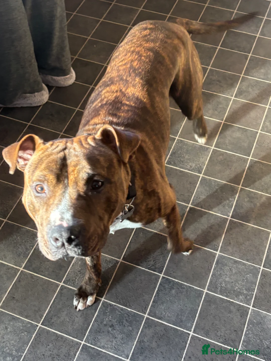 Staffordshire Bull Terrier dogs for sale: 10 month old male Staffy cross - Advert 2