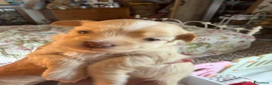 Havanese 6