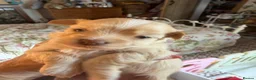 Havanese dogs for sale: Stunning KC Registered Havanese Puppies - Advert 10