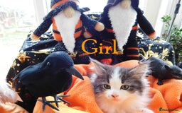 Maine Coon cats for sale: FABULOUS FLUFFY PEDIGREE MAINE COON KITTENS - Image 12