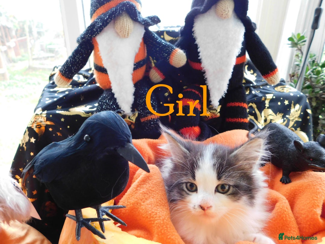 Maine Coon cats for sale: FABULOUS FLUFFY PEDIGREE MAINE COON KITTENS - Image 12