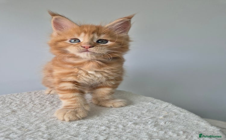 Maine Coon cats - Advert 5