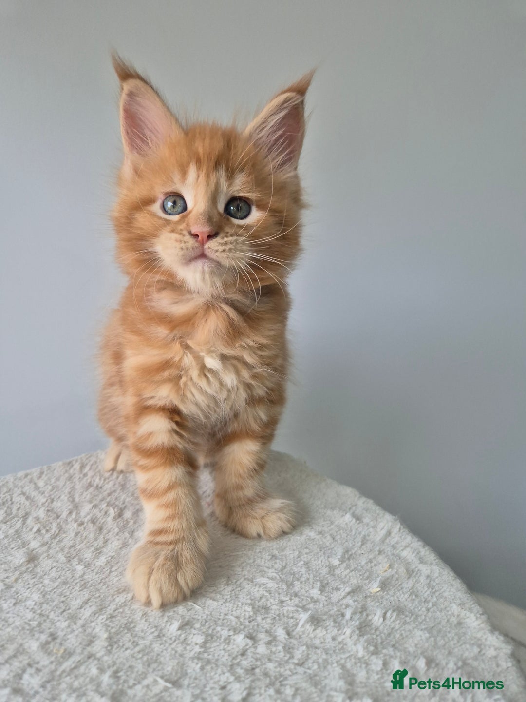 Maine Coon cats for sale: TICA - Maine Coon – 5 Boys Looking for Loving Home - Image 1