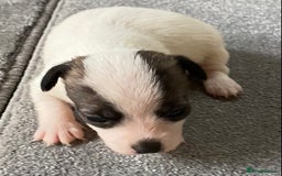 Jack Russell dogs for sale: 6 Jack Russell Puppies  - Advert 20