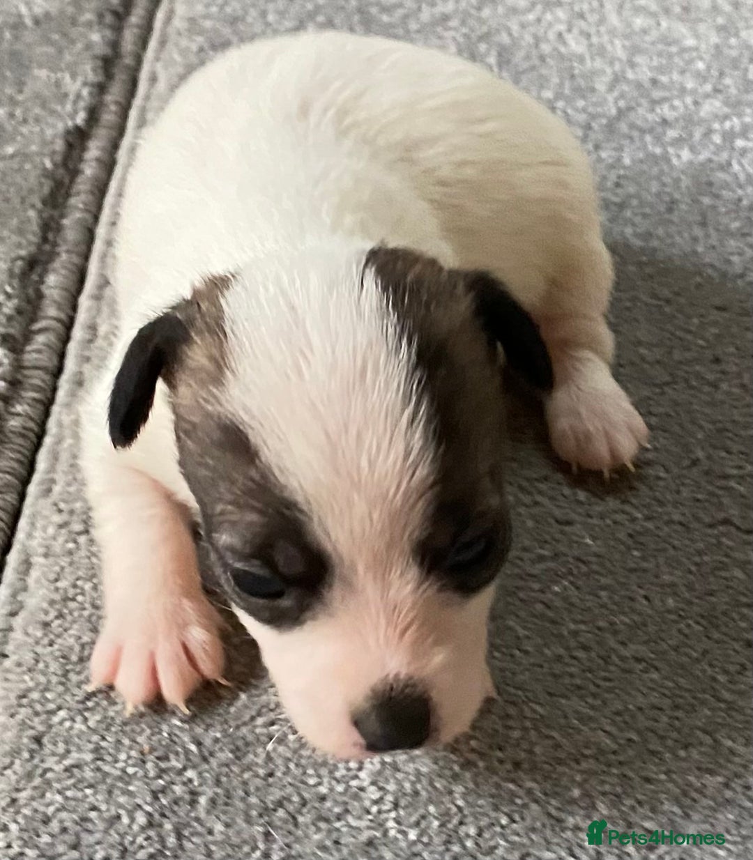 Jack Russell dogs for sale: 6 Jack Russell Puppies  - Advert 20
