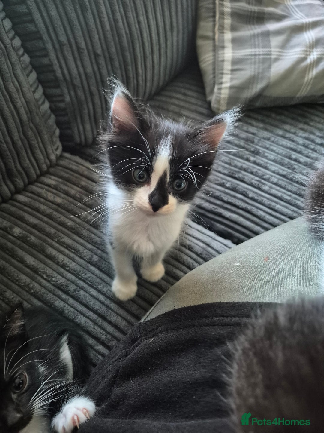 Mixed Breed cats for sale: Female Cat - Image 3