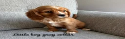 Cavalier King Charles Spaniel dogs for sale: Cavalier King Charles puppies  - Advert 3