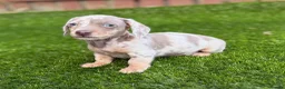 Miniature Dachshund dogs for sale: ❤️Adorable Isabella Miniature Dachshund Puppies 🐶 - Advert 27