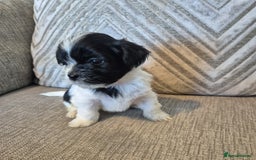 Lhasa Apso dogs for sale: Lhaso Apso Puppies  - Image 21