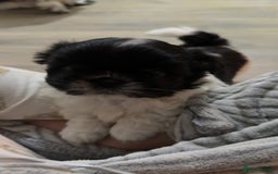 Shih Tzu dogs for sale: 3 beautiful shih tzus for sale  - Advert 16