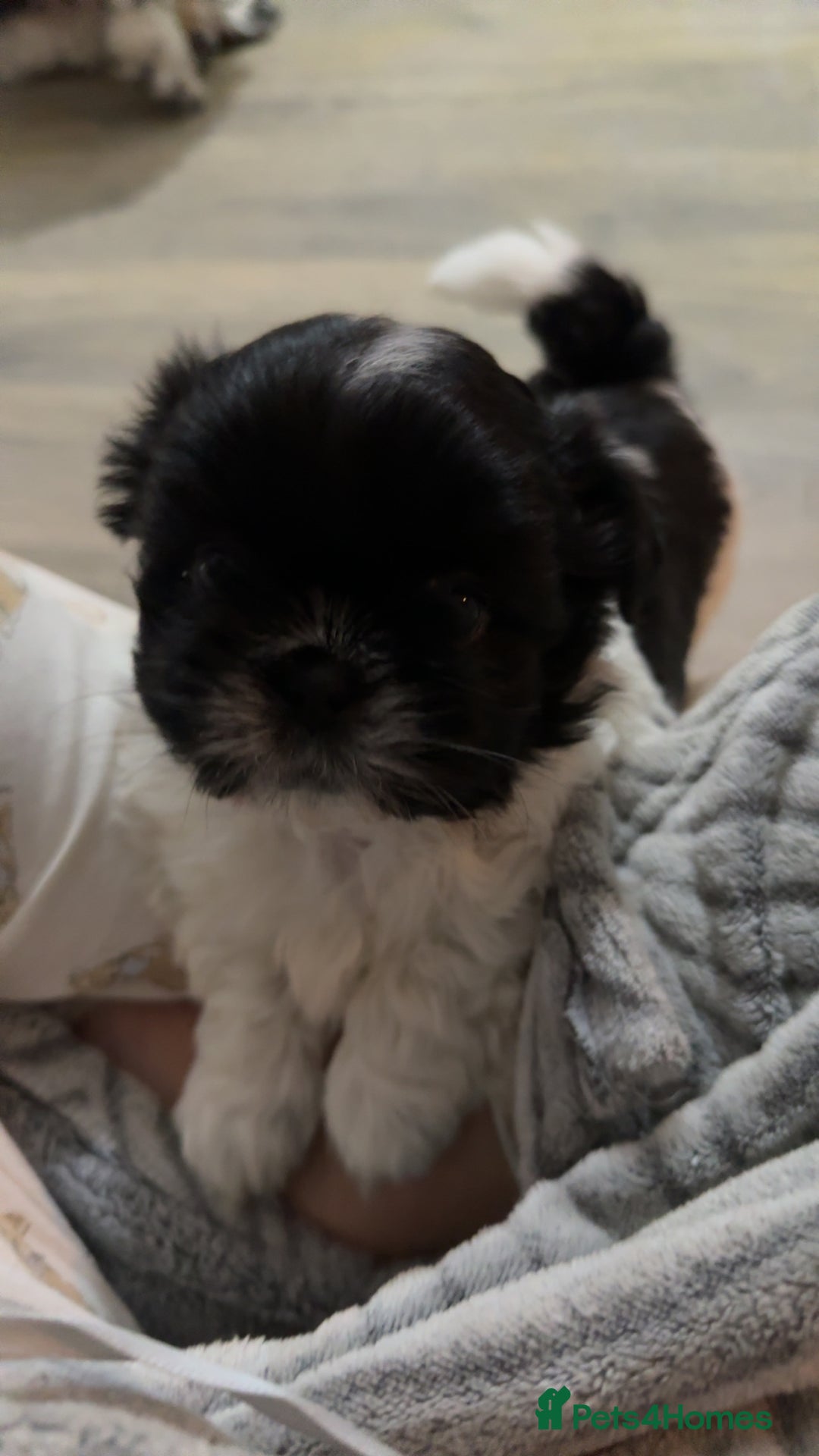 Shih Tzu dogs for sale: 3 beautiful shih tzus for sale  - Advert 16