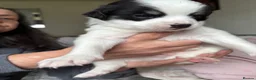 Chihuahua dogs for sale: Chihuahua Puppies For Sale! - Advert 6