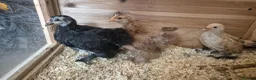Chickens poultry for sale: Booted Pekin Bantam Pullets - Advert 3