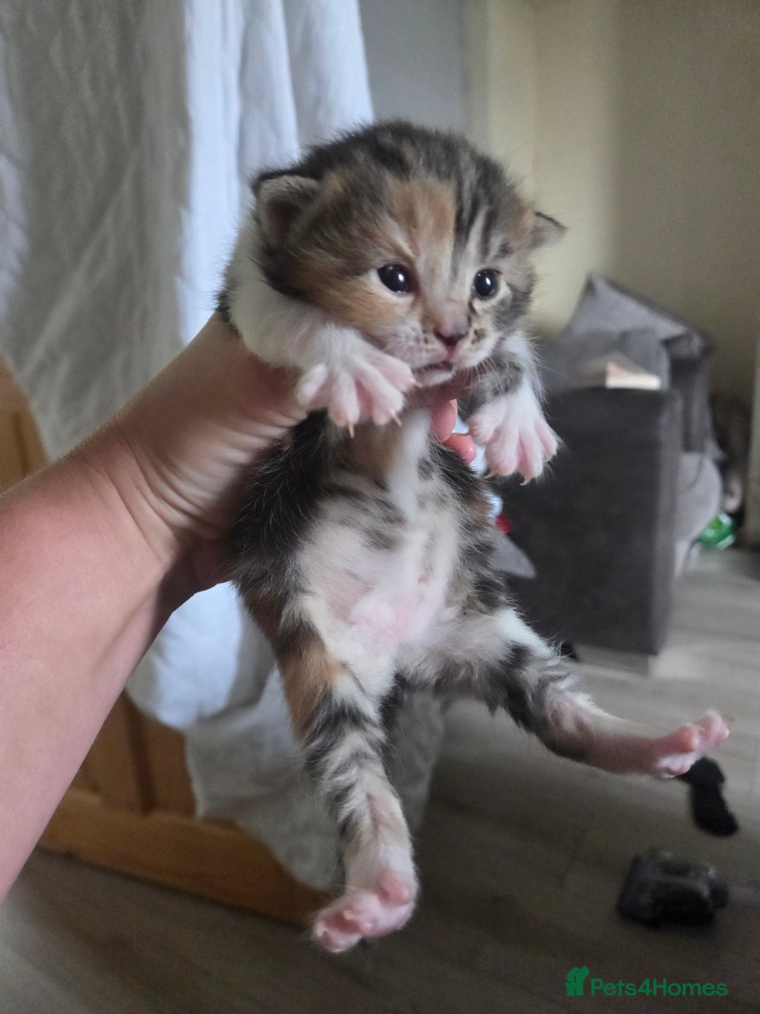 Mixed Breed cats for sale: Mixed colour tabby kittens - Image 29