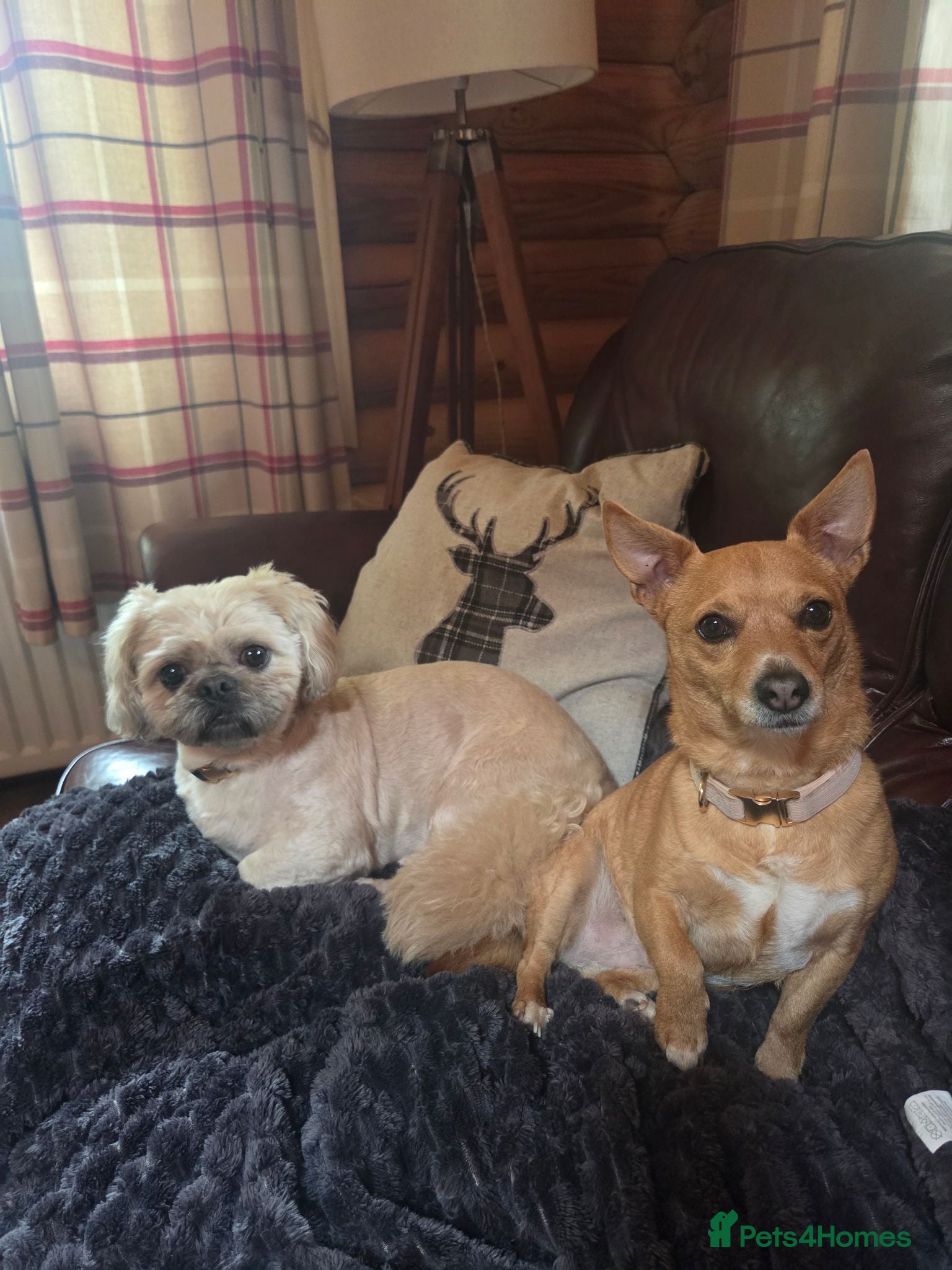 Shih Tzu dogs Obi (shitzu)  Evie (jackauwawa) - Advert 4