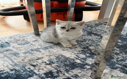 British Shorthair cats for sale: BSH Silver Tabby kittens for Sale! - Image 5